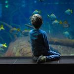 Mote Marine Laboratory & Aquarium