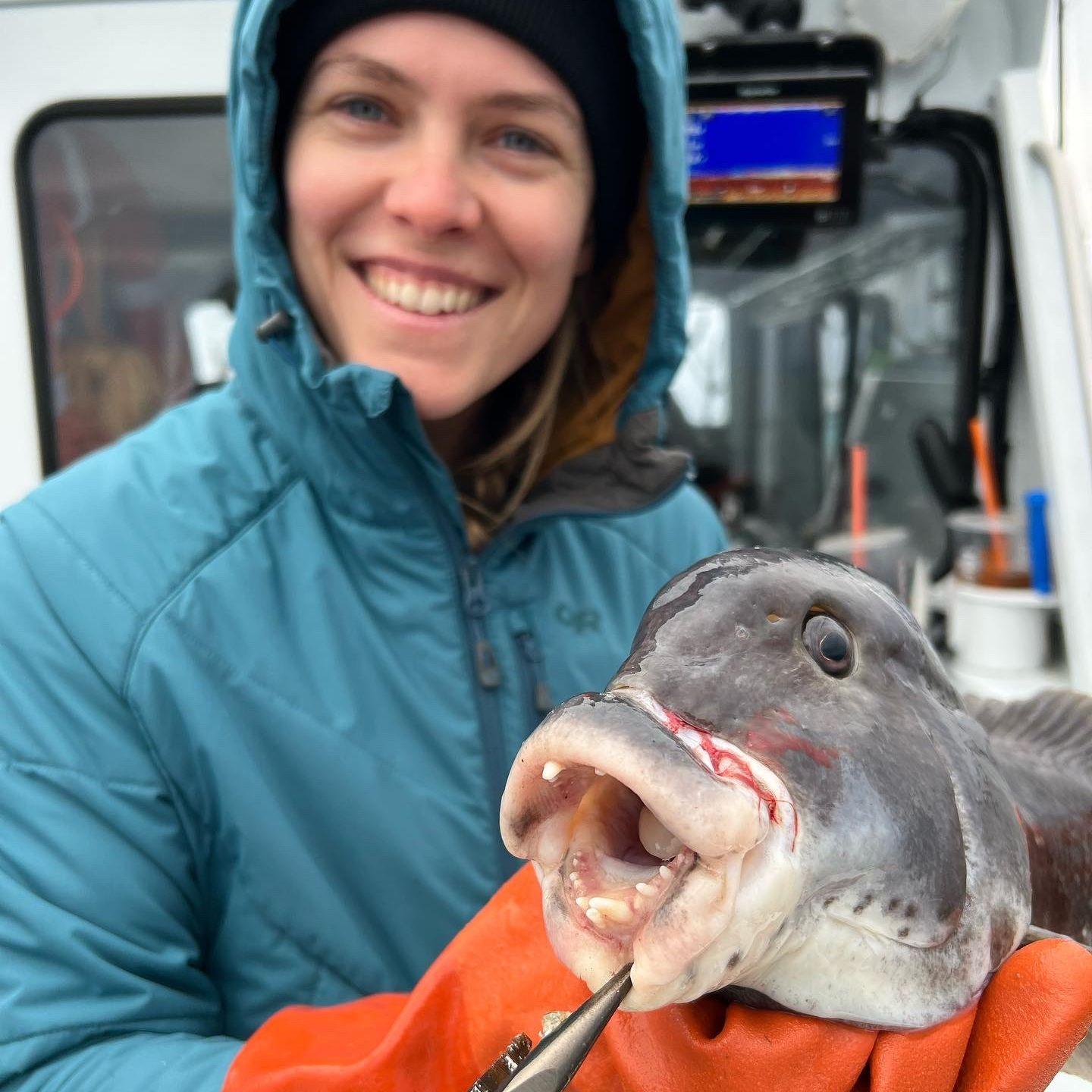 Tautog, chomp chomp.