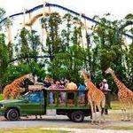 Busch Gardens Tampa Bay