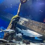 Riverhead Aquarium
