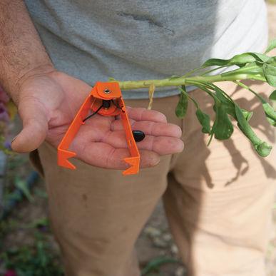 Thorn and Leaf Stripper