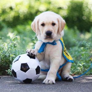 Puppy Fund