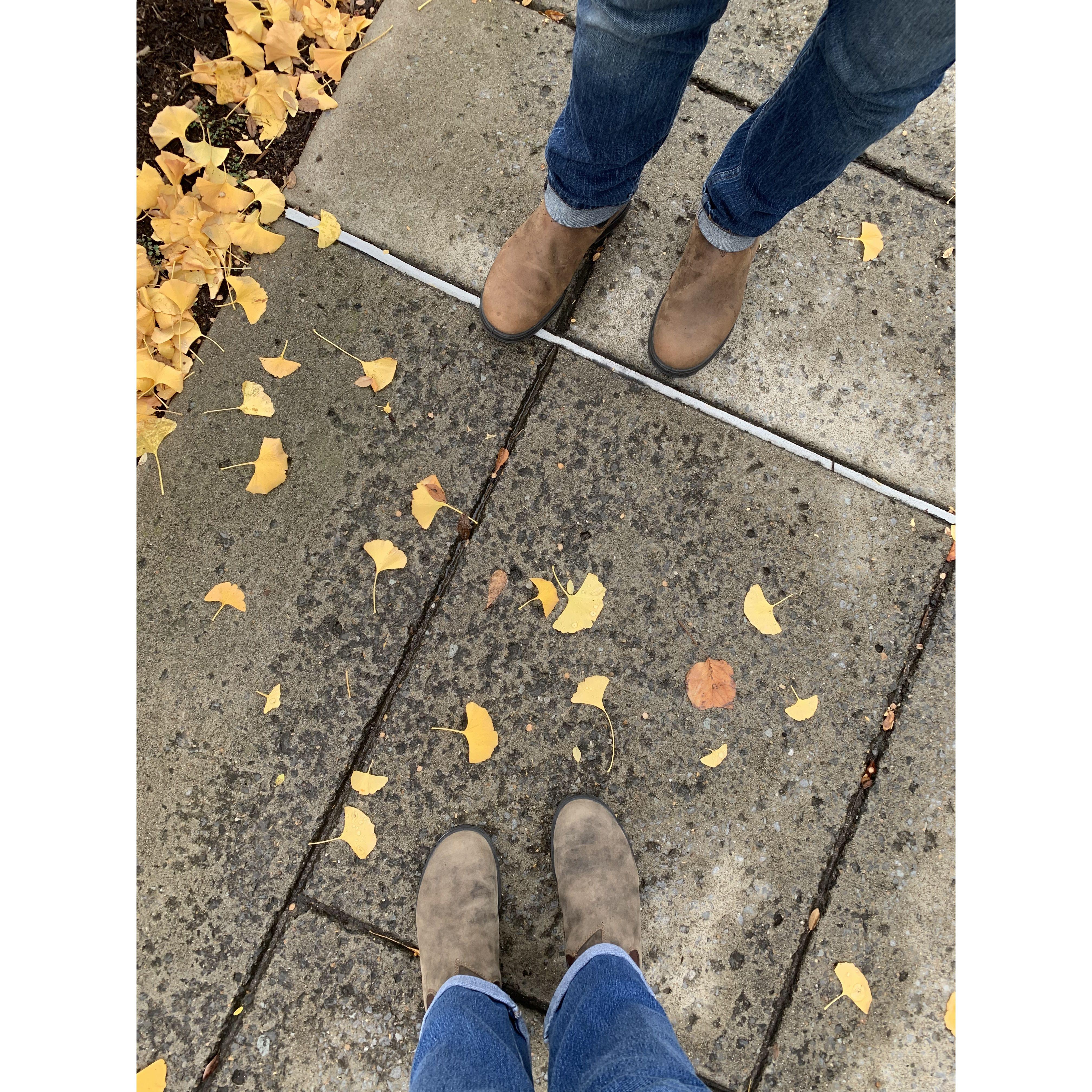 some Ginkgo leaves in Gallatin, TN (they are a special leaf to us!)