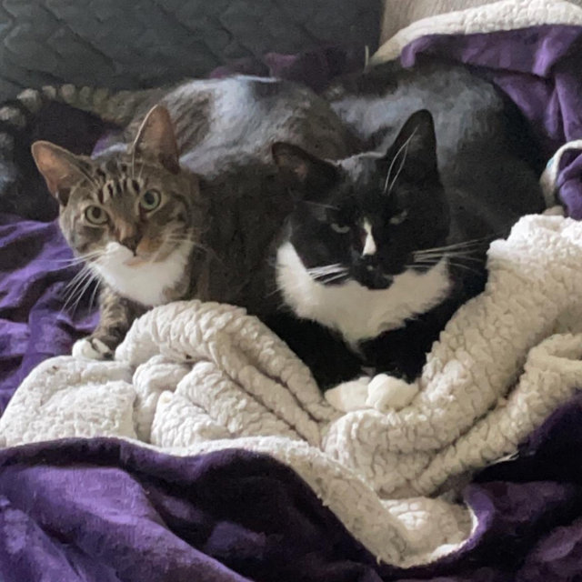 Pet Sitting For Our Honeymoon