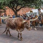Fort Worth Stockyards