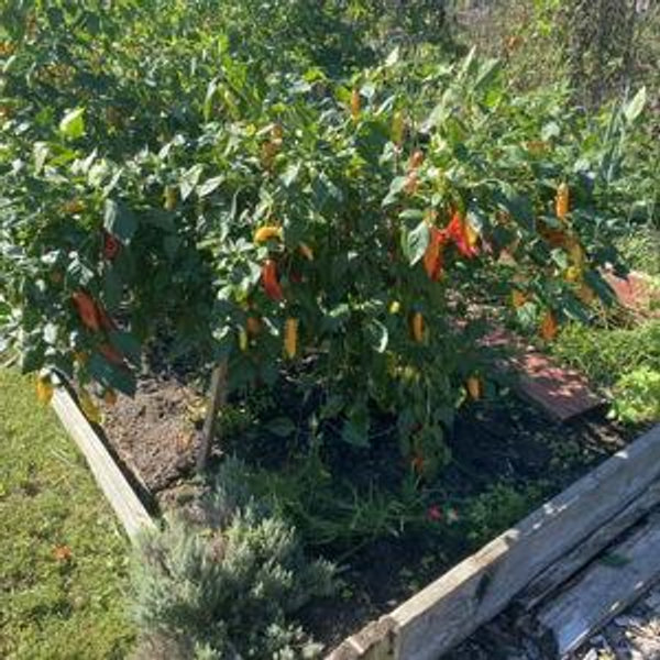 Our Dream Food Garden