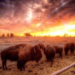 Frontier Park Bison Pens