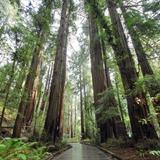 Muir Woods National Monument