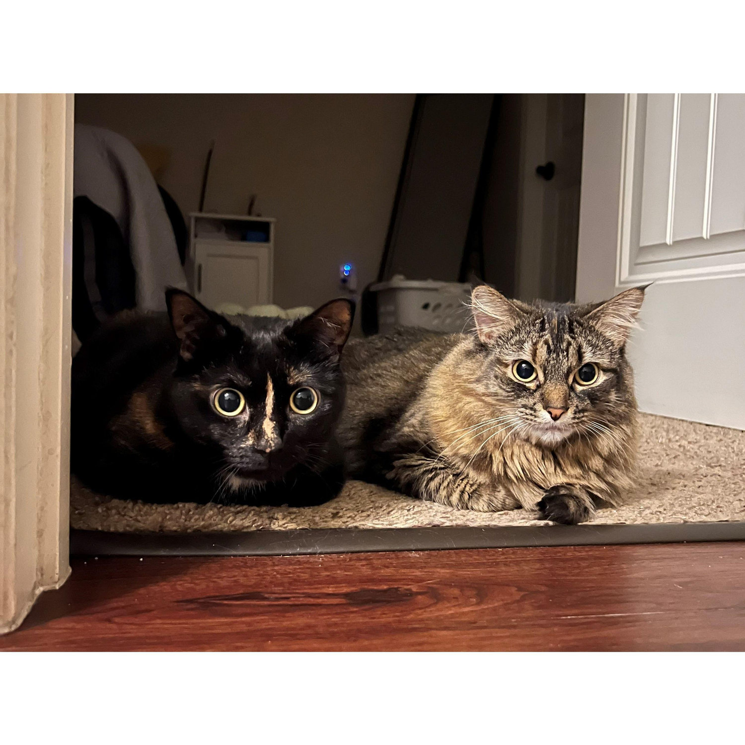 Lily and Daisy