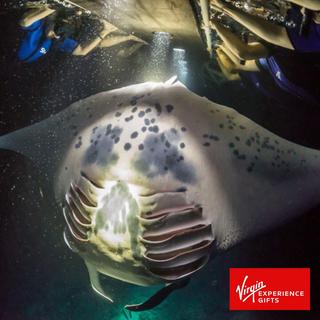 Kona Nighttime Snorkeling with Manta Rays for 2 - Hawaii