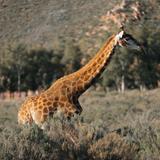Aquila Private Game Reserve