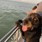 The Original Dolphin Watch