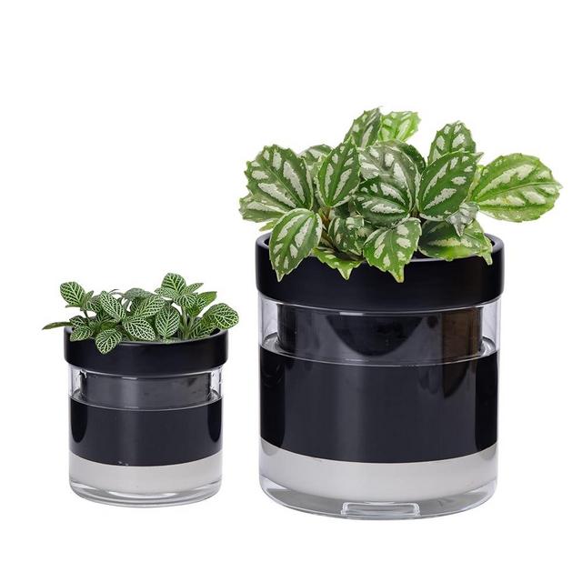 Phoenix Vine 6 Inch 4 Inch Self Watering Terracotta Planter, Black Terracotta Clay Pot with Glass Reservoir for Indoor Plants, Herbs, Flowers, 52-C-G-46