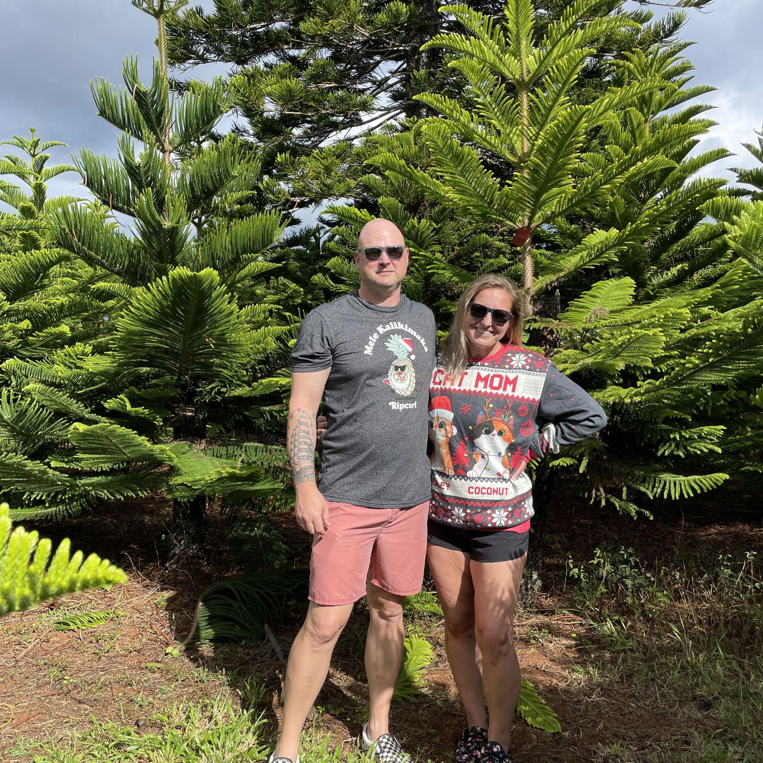 The search for the perfect Norfolk Pine.