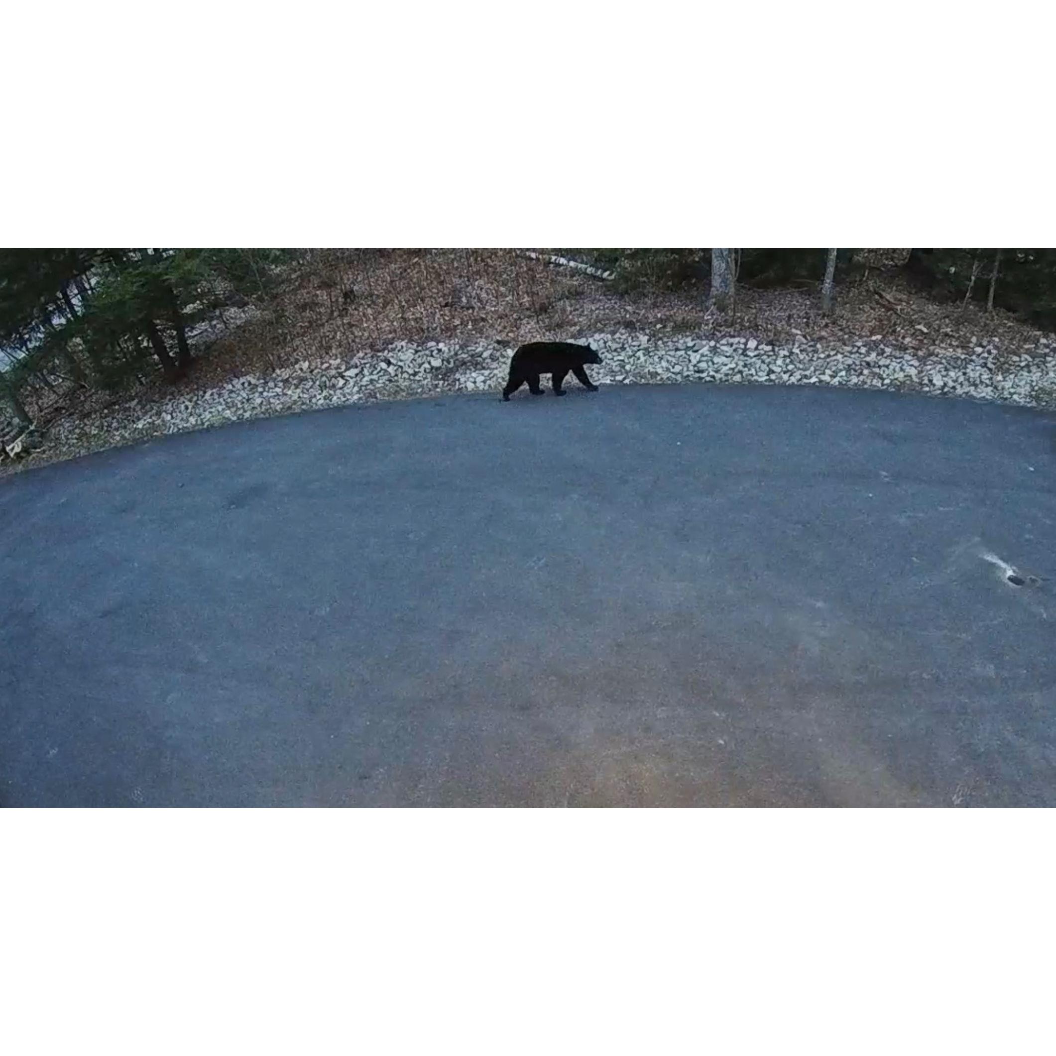 A bear captured on our driveway camera out for an vening stroll