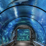 Shark Reef Aquarium