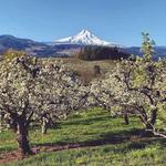 Hood River Fruit Loop