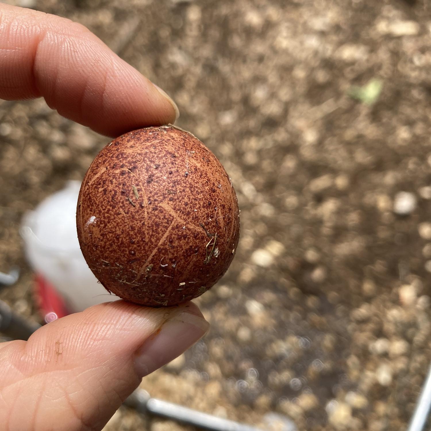 A strange round egg