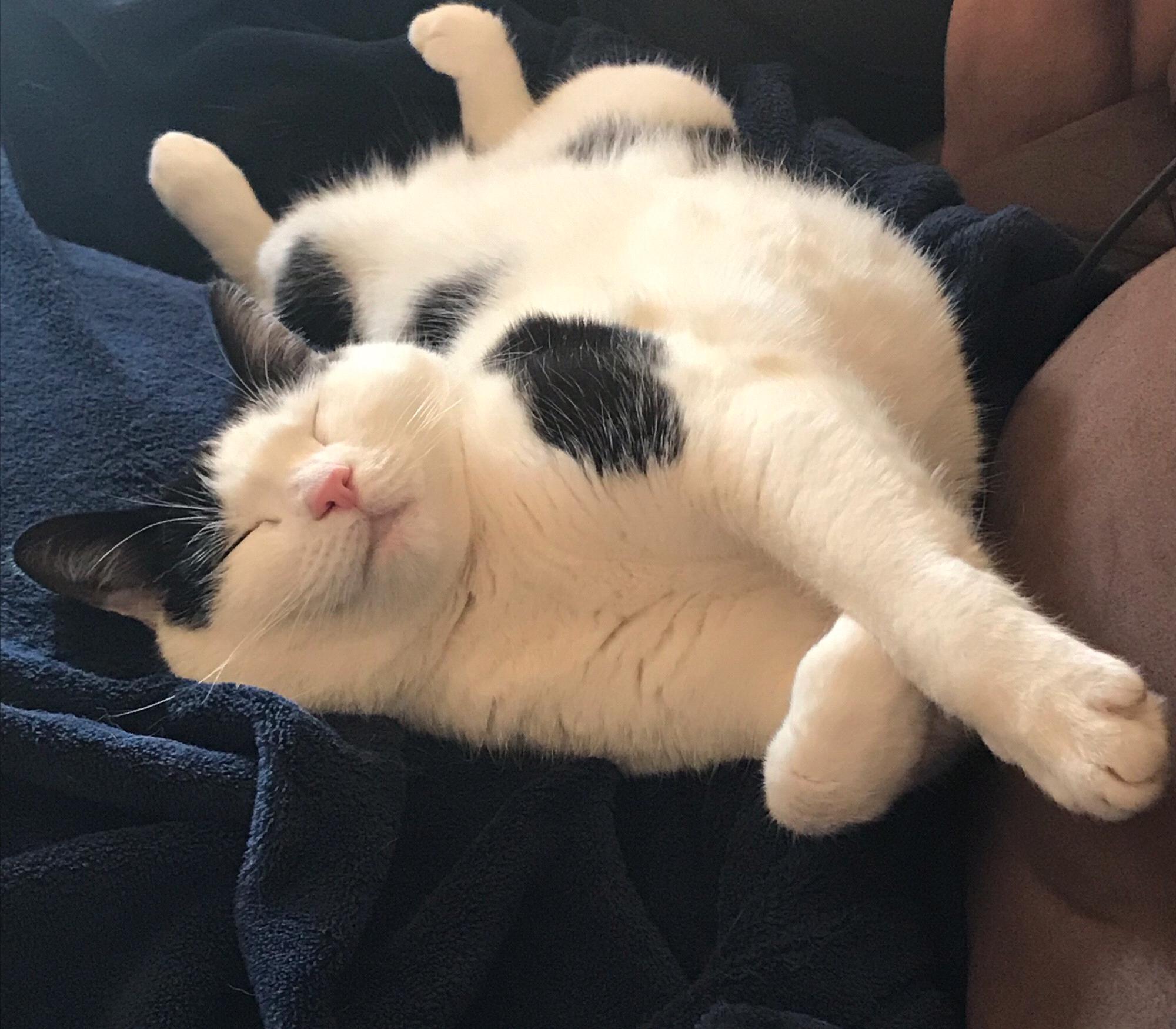 We work to buy cat toys