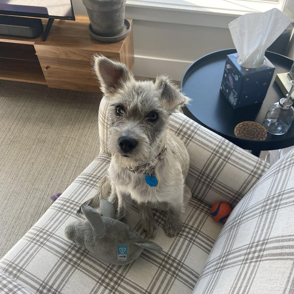 Cricket's Toy Fund