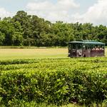 Charleston Tea Garden