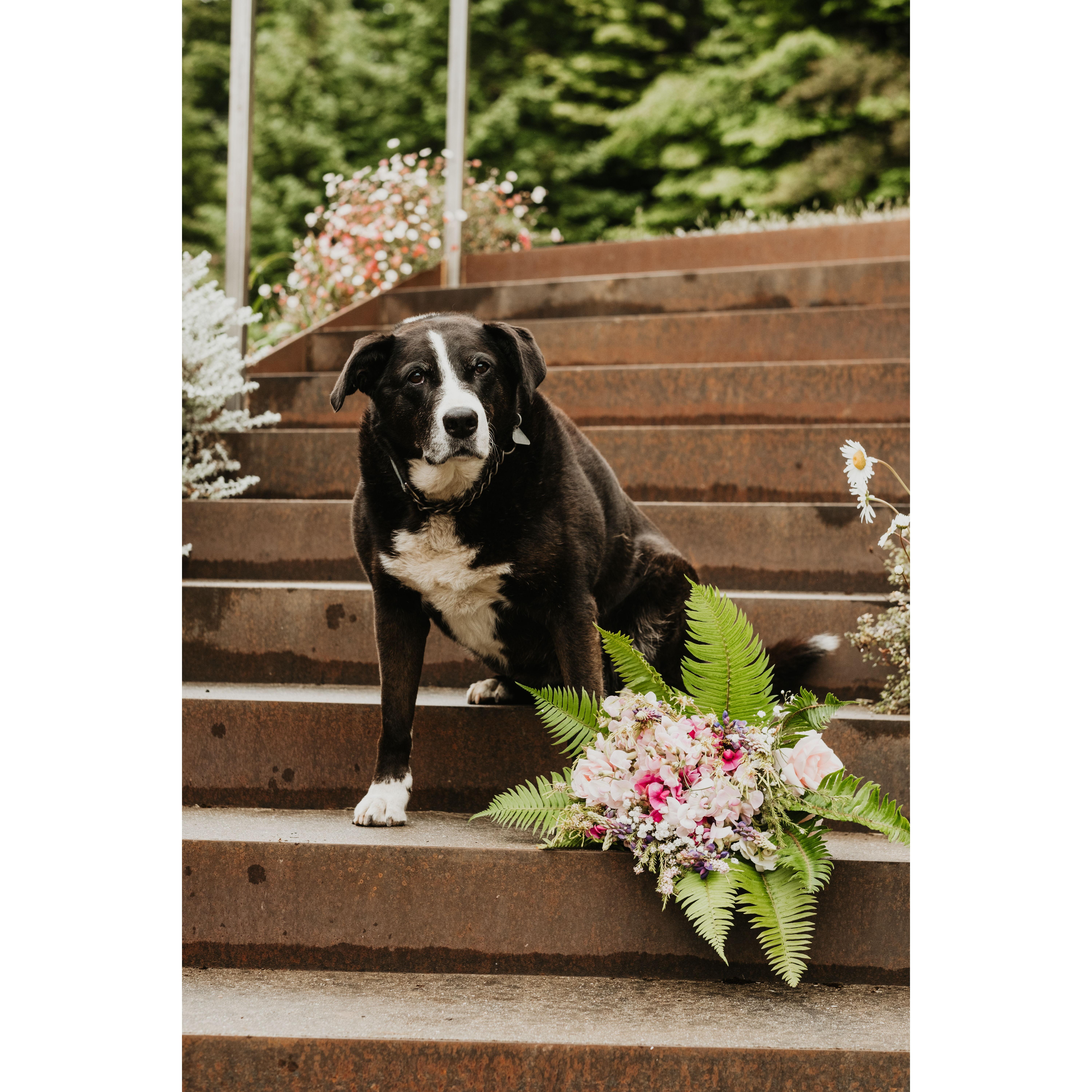 Gracie giving the bouquet an approval