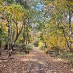 SEE: Prospect Park