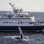 Dolphin Fleet Whale Watch