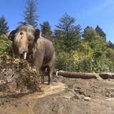 Oregon Zoo