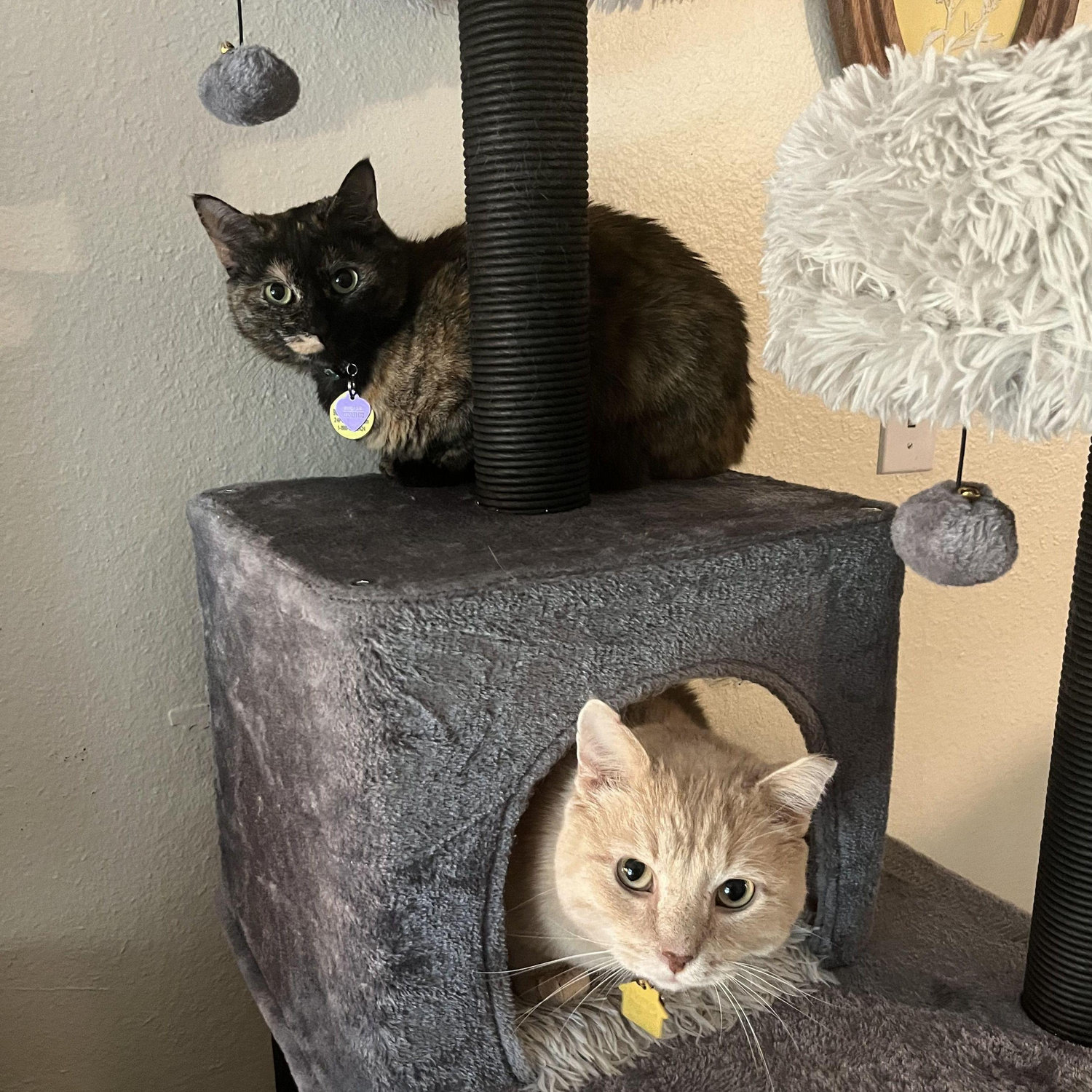 Nacho and Rhubarb, July 2023