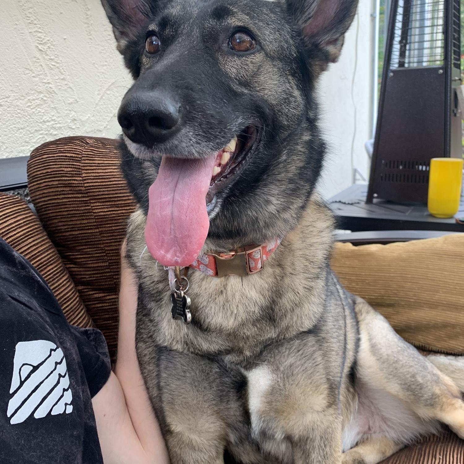 Daphne is happy after a long walk