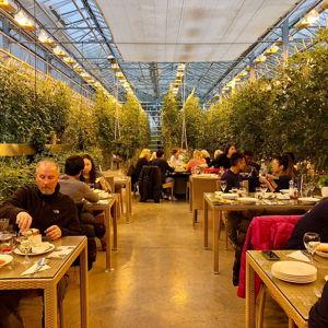 Lunch at Geothermal Tomato Farm