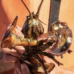 The Lobster of Gloucester
