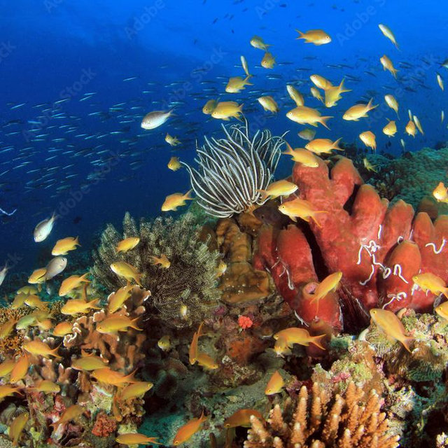 Snorkeling Tour in Hawaii