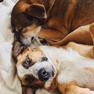 Pet Sitter For Our Wedding Festivities