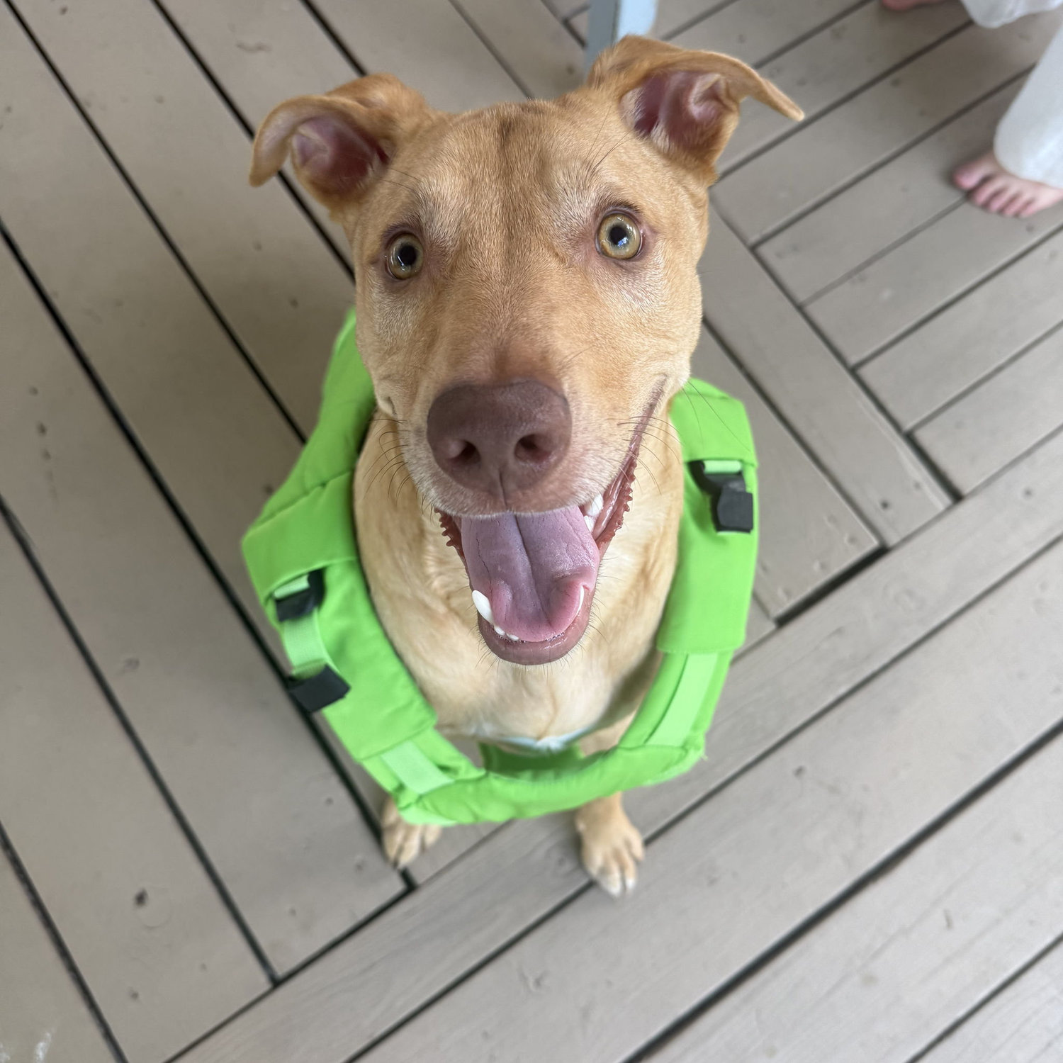Wheeler's first lake trip! July 2025