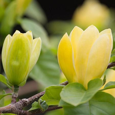 Magnolia 'Butterflies' Tree