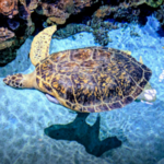 National Aquarium