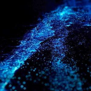 Overnight Bioluminescence Tour