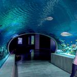 OdySea Aquarium