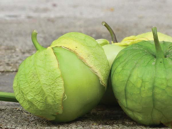 Rio Grande Verde Tomatillo
