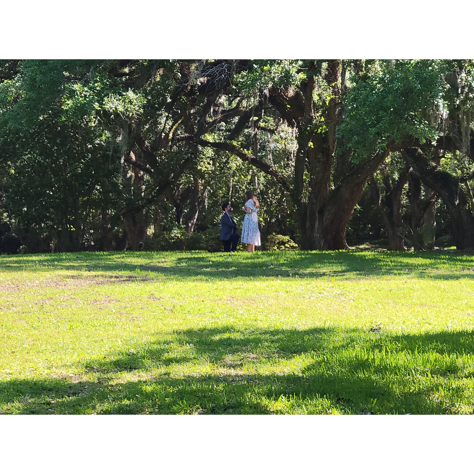 Where Ryan proposed, Jungle Gardens in Avery Island