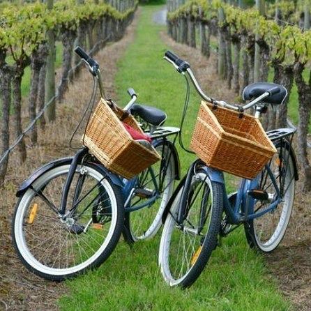 Biking Wine Tour in Croatia