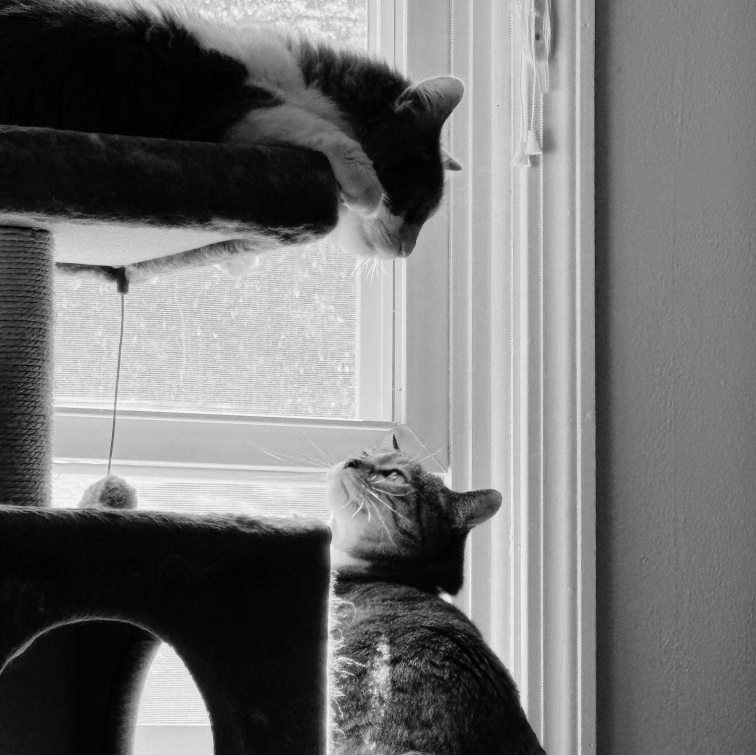 Little Man (Jiminy) and Little Woman (Dixie).