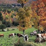 von Trapp Farmstead Farm Store