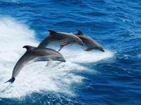 Dolphin Watch Boat Tours
