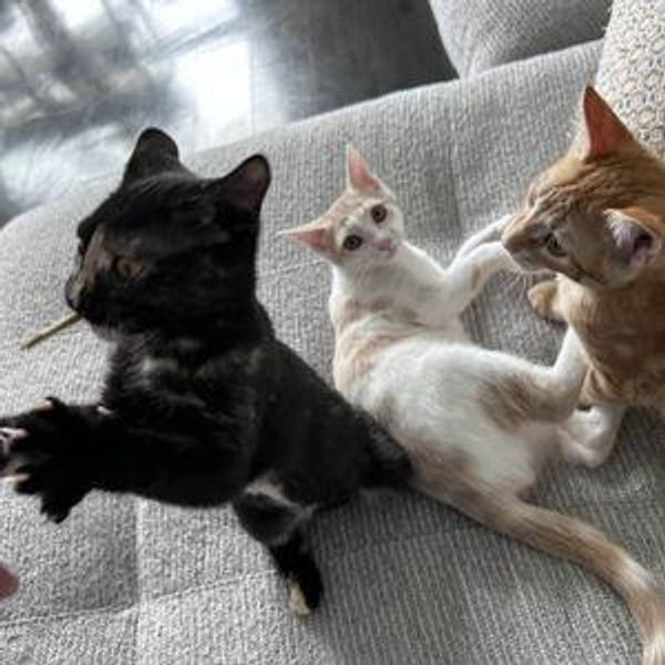 Cat Supply Fund