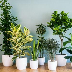Large House Plant