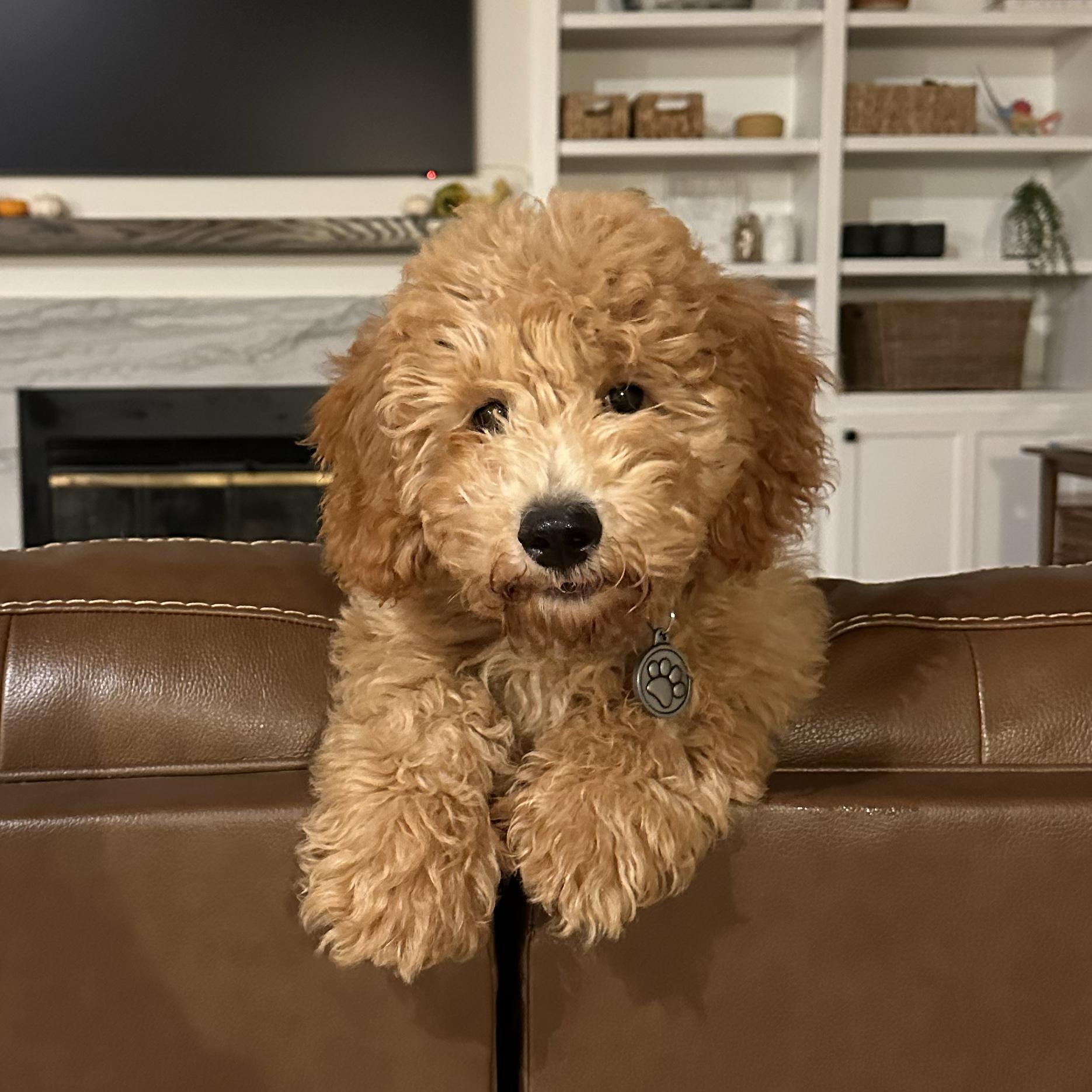 Treats for Waffles