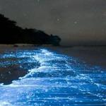Bahía Bioluminiscente/ Bioluminescent Bay
